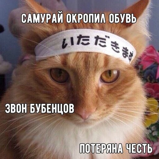 Коты мемы с надписями