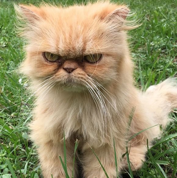 Недовольный кот