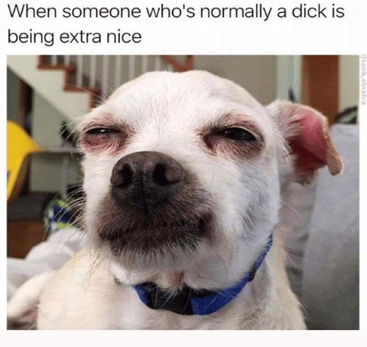 Подозрительный взгляд собаки