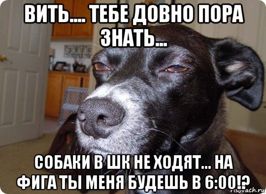 Собака подозревака Мем