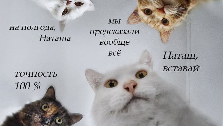 Котик оригинал