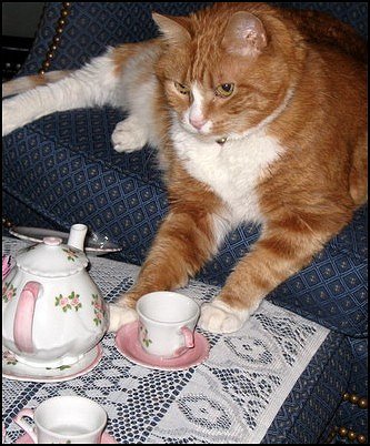 Рыжий кот и кофе