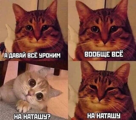 Мемы с котом
