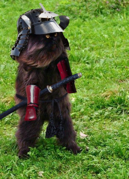 Самурай и кошка