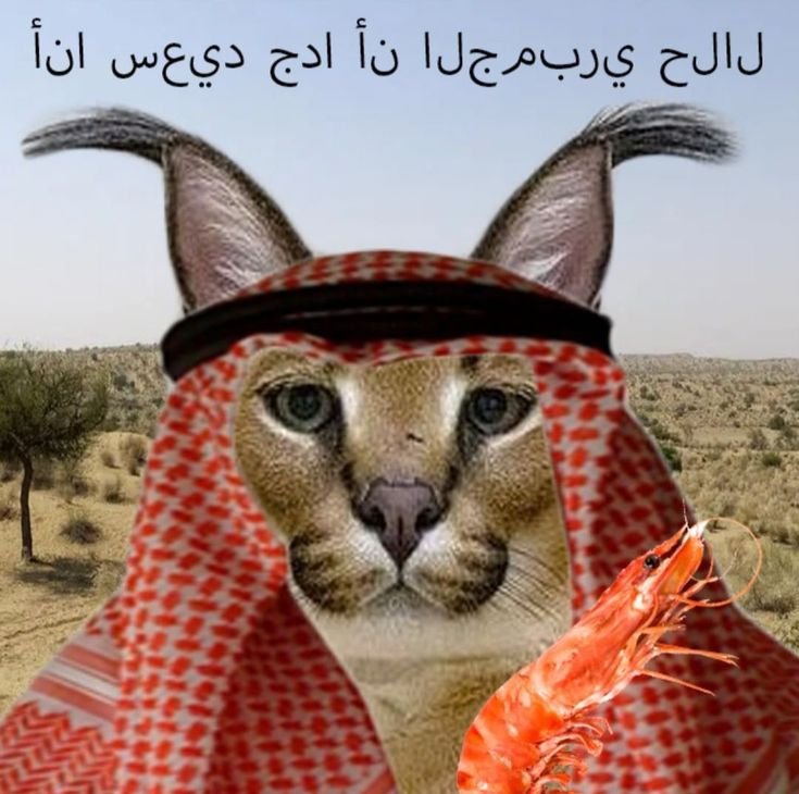 Котик в арабской одежде