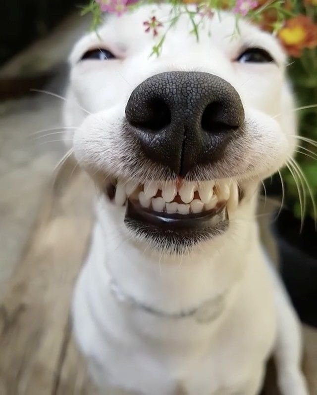 Собака улыбака Джек Рассел