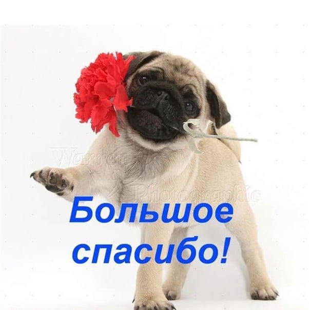 Спасибо за внимание с собакой