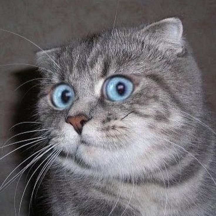 Честно сказать я в Аухе кот