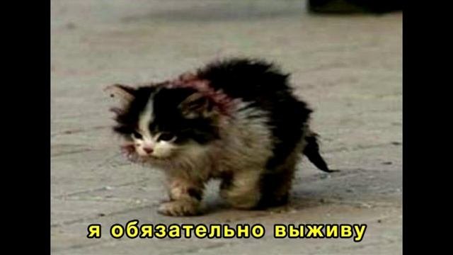 Я обязательно выживу котенок