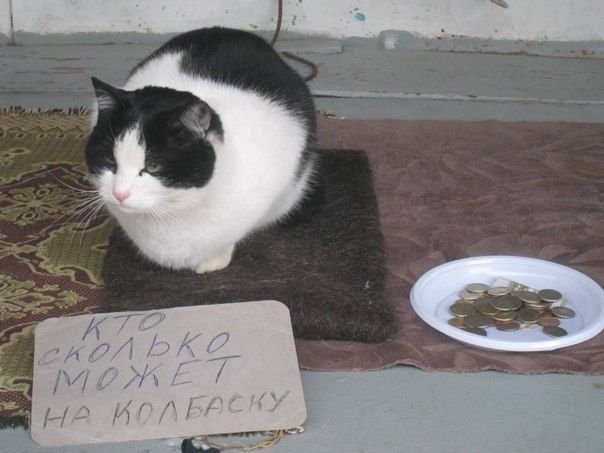 Котик просит денег