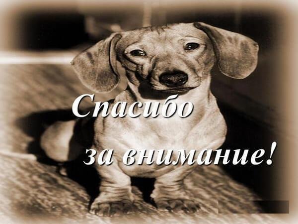 Спасибо за внимание с СХ животными