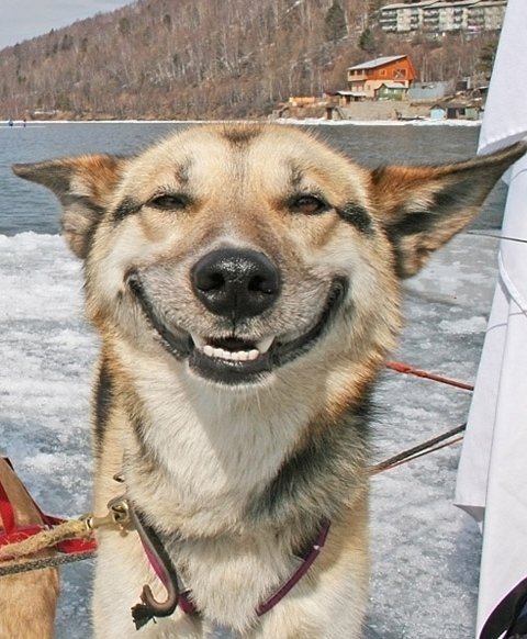 Собака улыбается