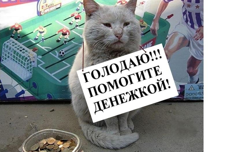 Нищий кот