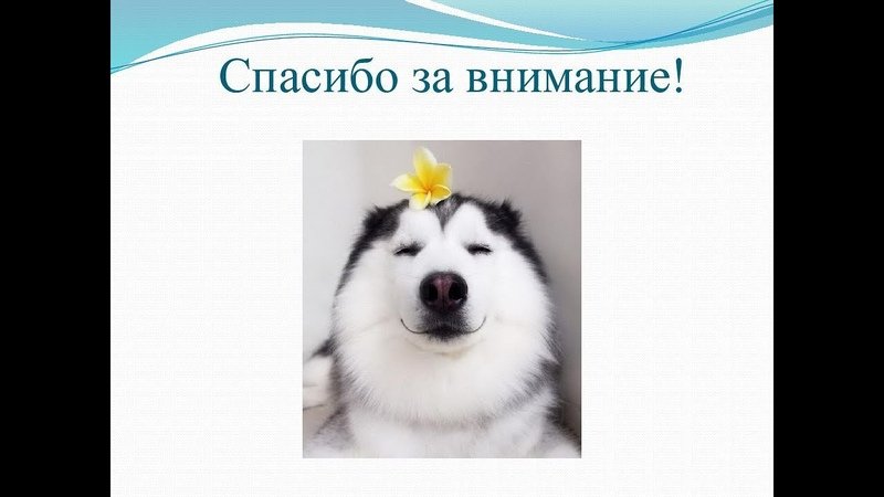 Спасибо за внимание для презентации с собакой