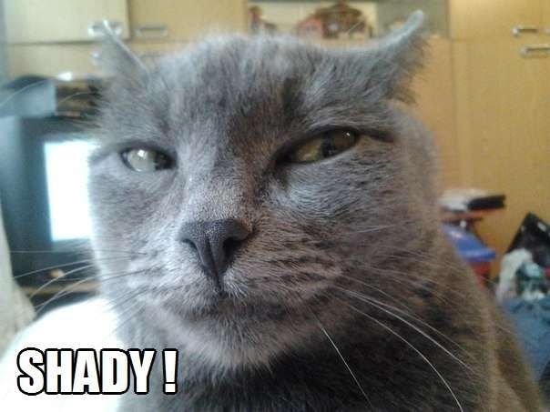 Подозрительный взгляд кота