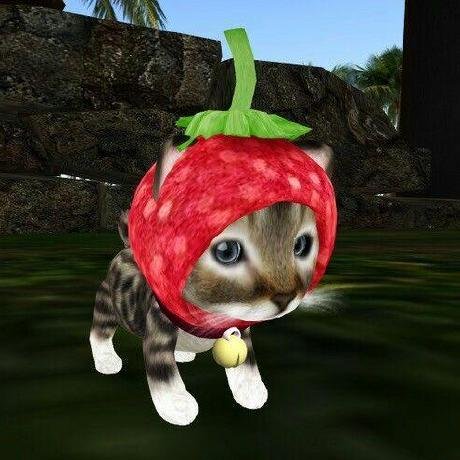 Кот в костюме клубники