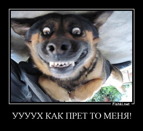 Собака демотиватор