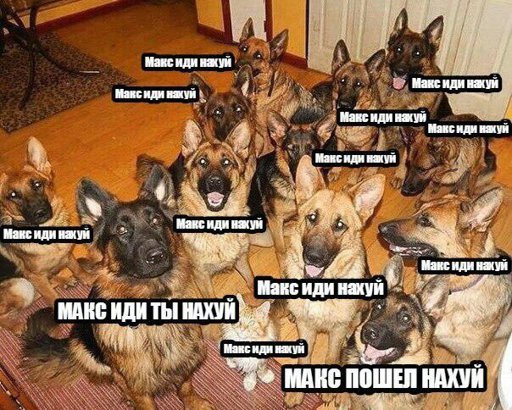 Макс иди нахуй овчарка