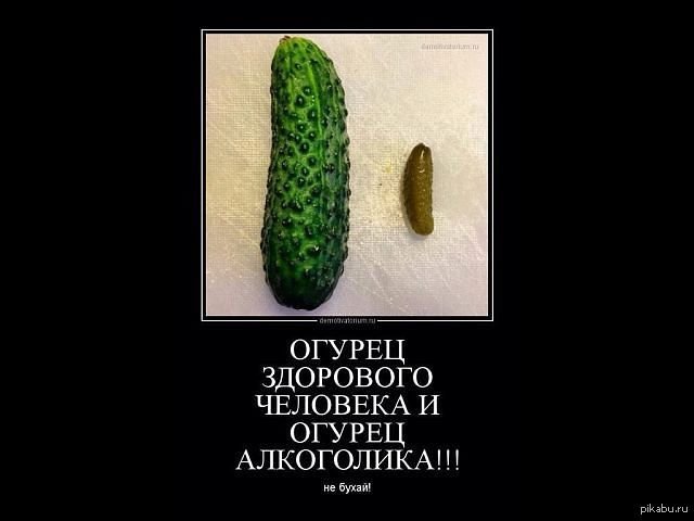 Огурец алкоголика