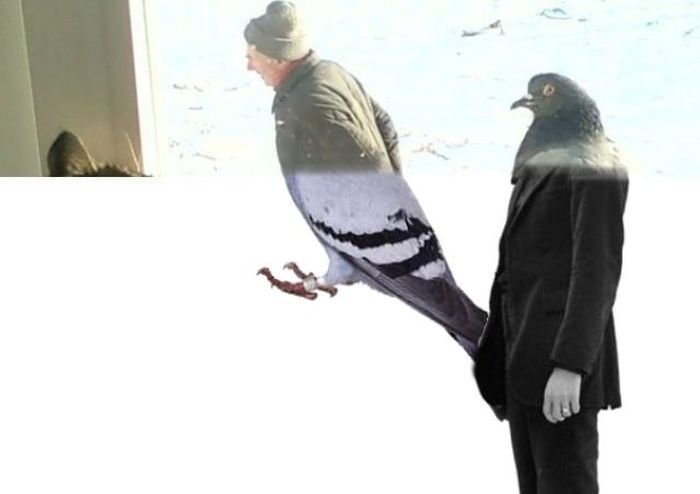 Мужик голубь