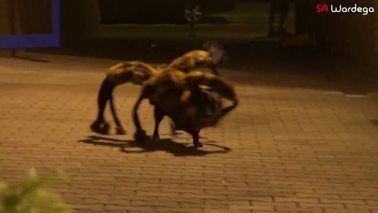 Собака в костюме паука прикол