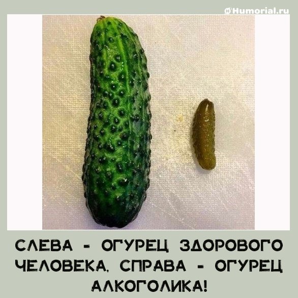 Маленький огурец