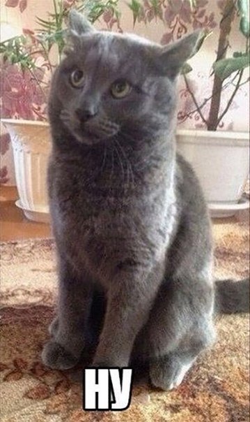 Кот задумчивый