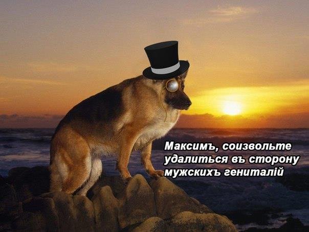 Собака макс иди