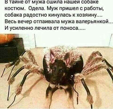 Мой хозяин идиот