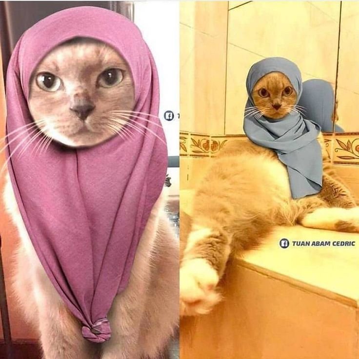 Хиджаб для котов