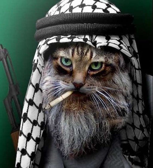 Арабский кот