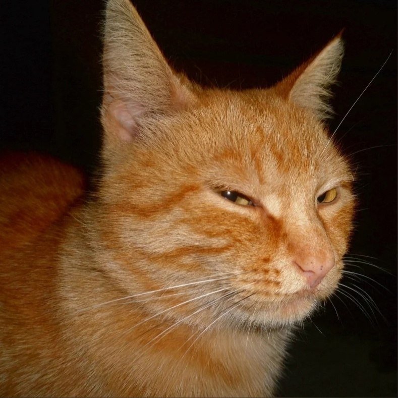 Опять жрешь на ночь