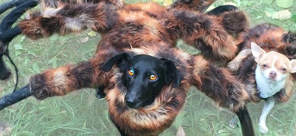 Костюм паука для собаки