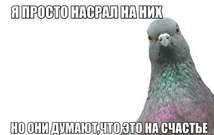 Голубь гадит