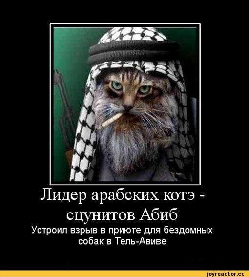 Коты демотиваторы приколы