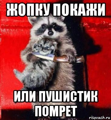 Мемы с енотами