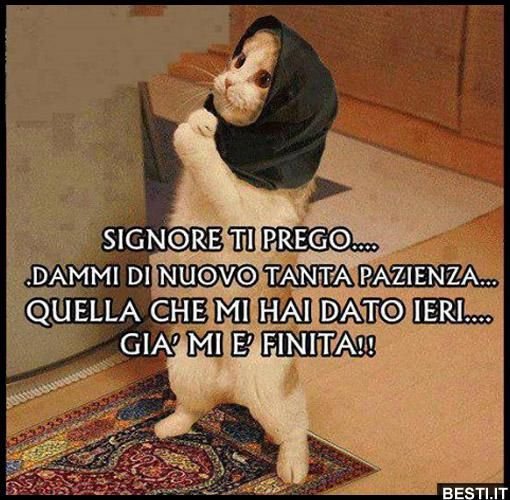 Собака молится