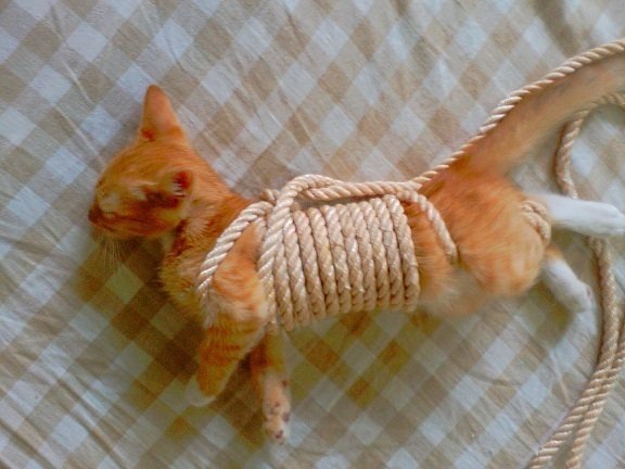 Связанный кот веревками