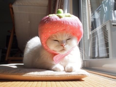 Котенок в шапочке клубничке