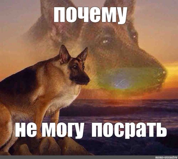 Макс собака Мем