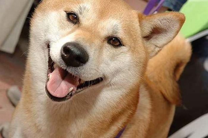 Улыбающийся пес