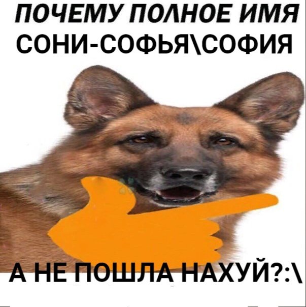 Мем Максим собака
