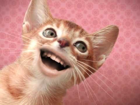 Смешной кот с человеческими зубами