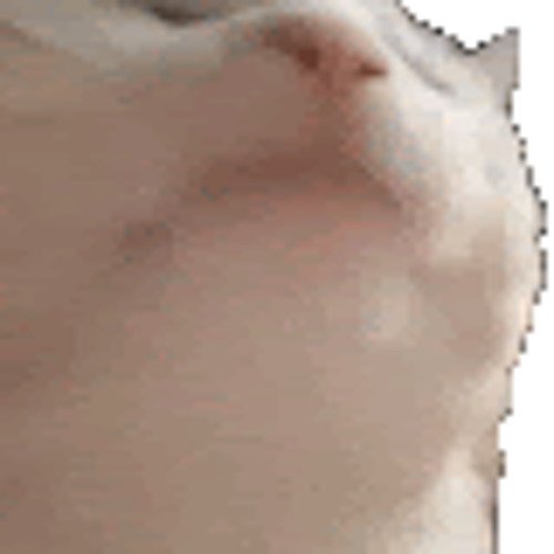 Кот двигает головой