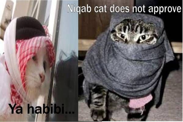 Собака в парандже