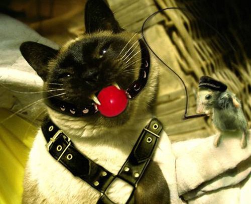 Кошачий кляп