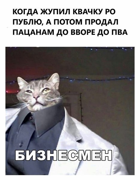 Деловой кот мемы