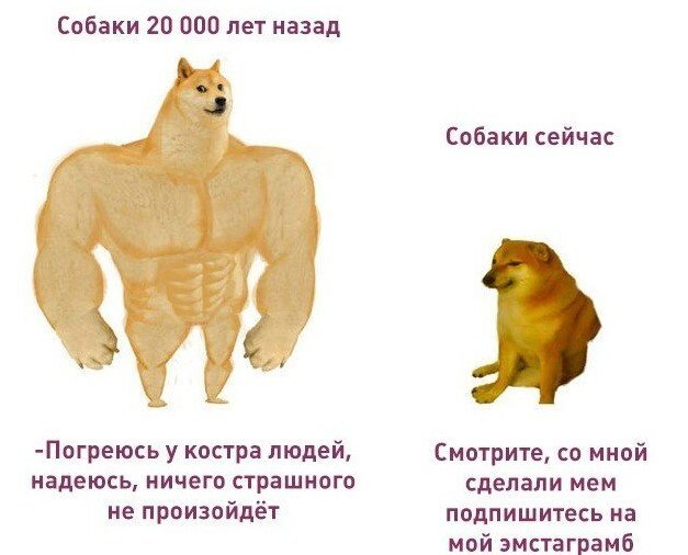 Мемы про собак раньше и сейчас