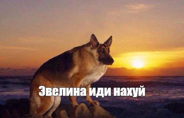 Макс иди нахуй Мем с собакой