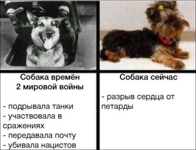 Собаки раньше и сейчас Мем
